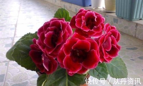 家里采光不好也能养花,这几种高颜值花,摆在阳台就能开爆