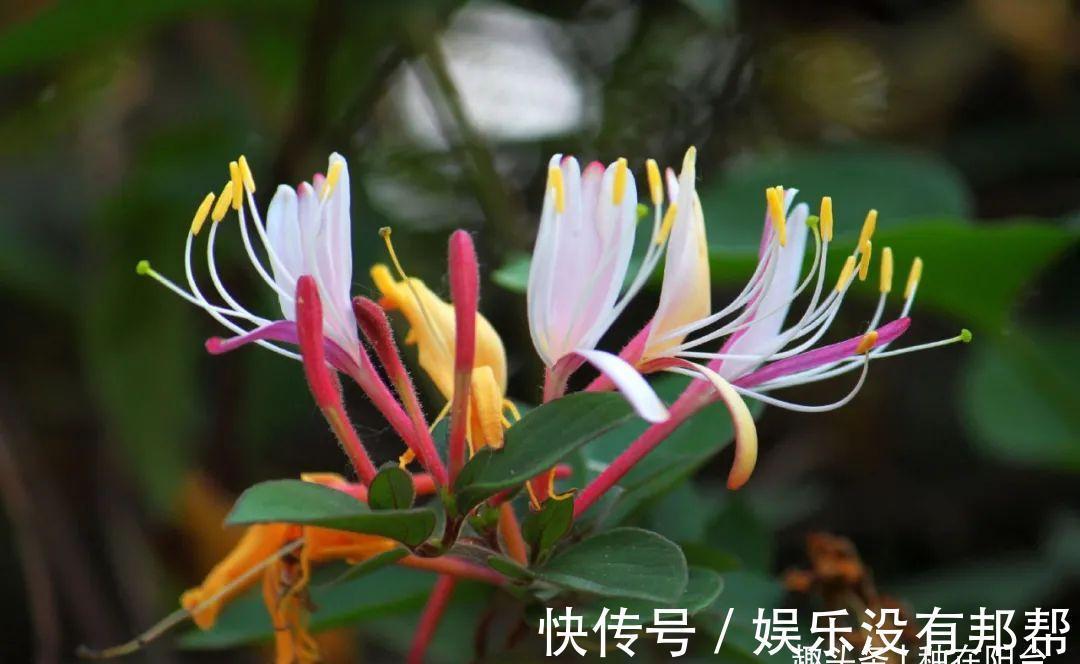 别犯傻买金银花盆景,压条3年成景、播种5年成景,实在太容易!