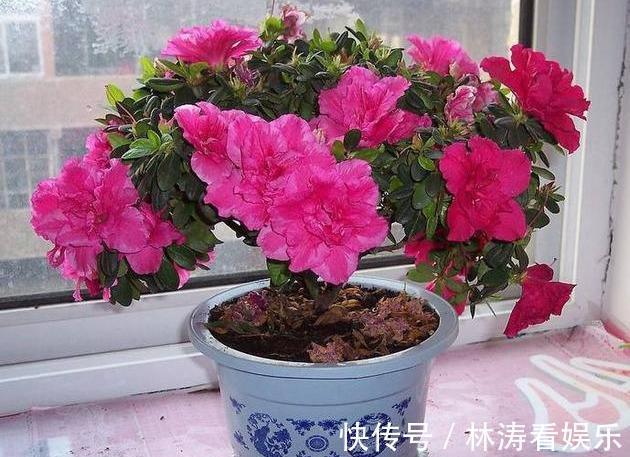 养分|杜鹃花谢后,咔咔“剃光头”,来年开花量,多了好几倍