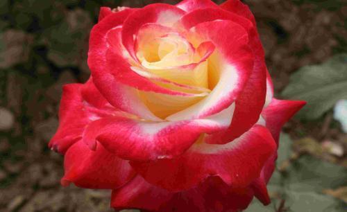 最值得入手的月季,红双喜