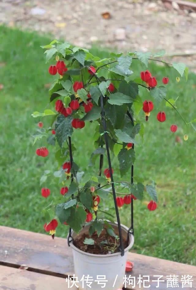 春天养蔓性风铃花,做好这几件事,枝头挂满“红灯笼”,漂亮极了