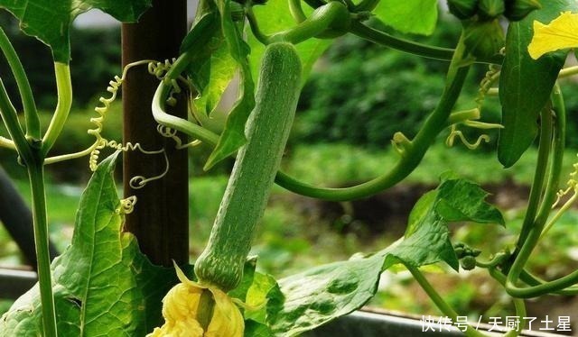 茶匙|同样是丝瓜,“有棱”和“无棱”差别这么大,看完后别再乱买了!