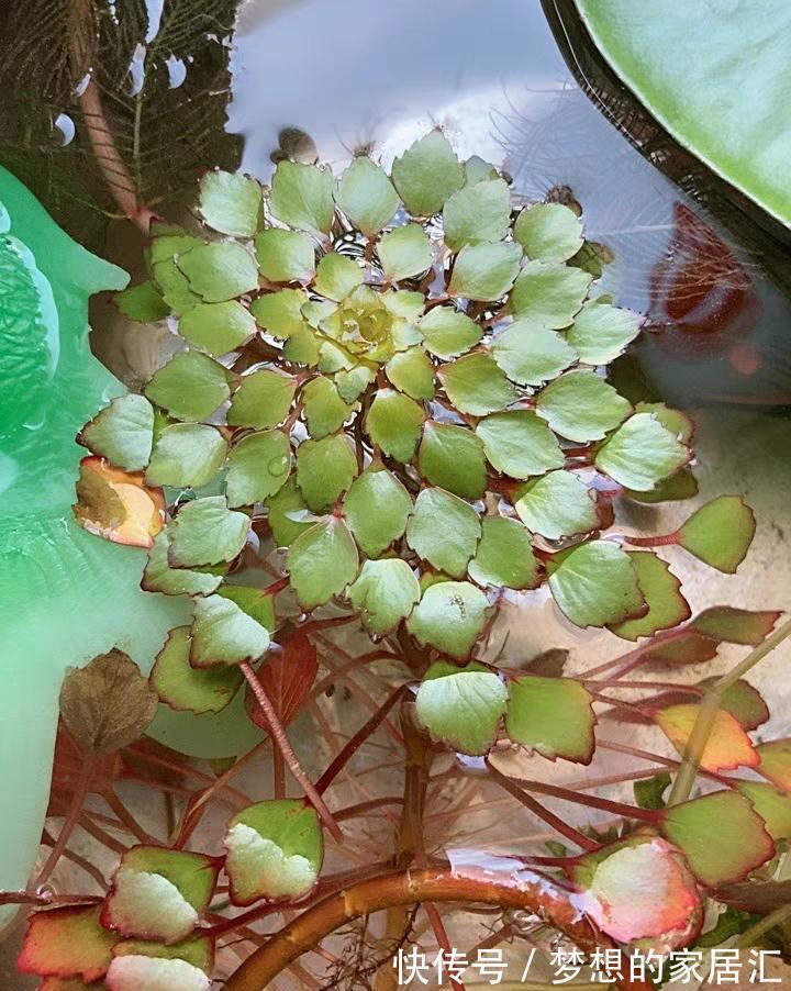 10种花太能喝水，一天一瓢水，7天爆满缸