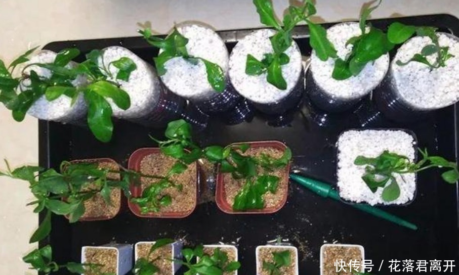 “4种花”现在扦插正合适，10天生根，夏季就开花，开满阳台！