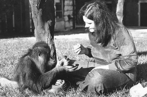 结局|那只被人类养育大，每次考试都及格的红毛猩猩，最后结局如何？