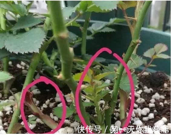 花朵|月季有个“生长开关”,长出“这种”枝条别乱剪,2周花朵爆满技