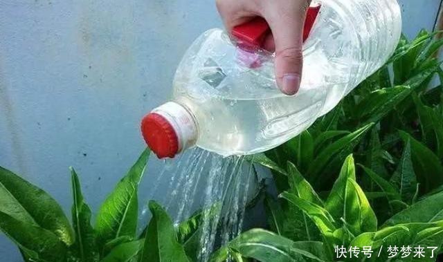 够彻底地|养花浇水容易“阴阳水”,教你3个小技巧,一次就浇透让花喝个够