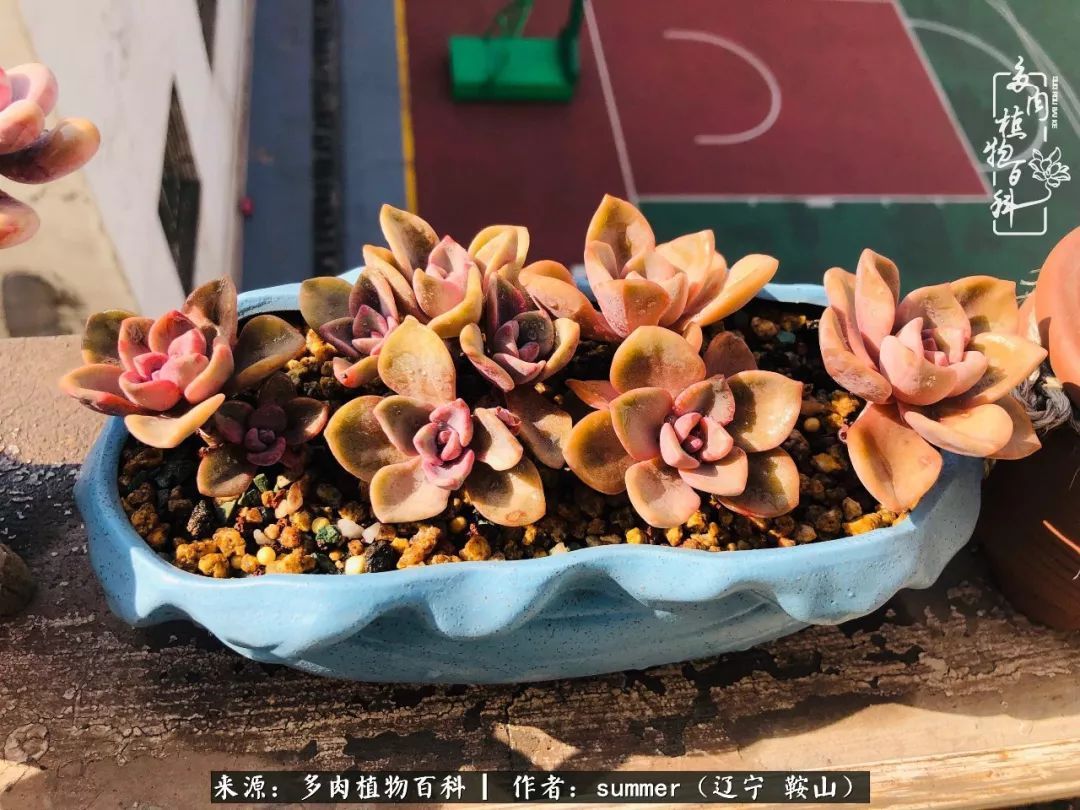 活着即是王道！我和我大东北的多肉们！