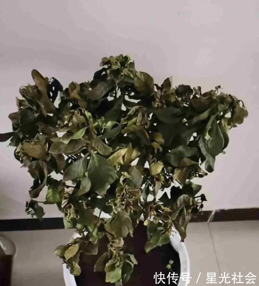 栀子花|公认的难养花，买一盆死一盆，原来是被动了手脚…