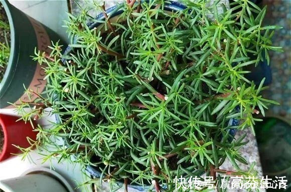 阳台上|阳台再小也要养盆“它”，花开似牡丹，从春开到冬，四季有花赏！