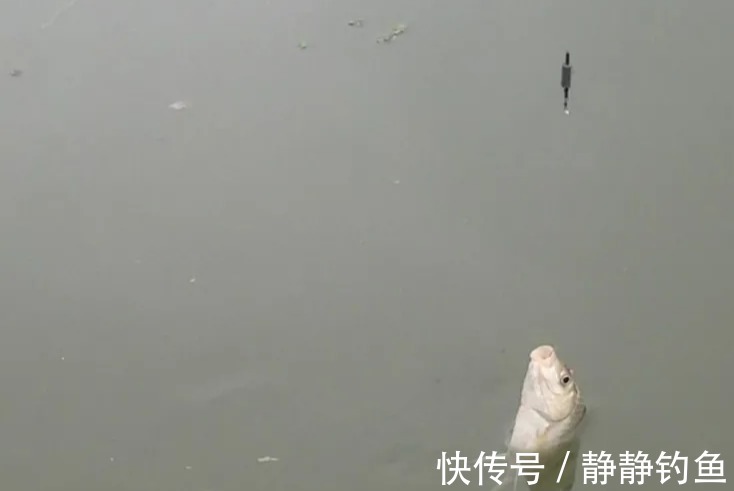 钓鲫鱼，为什么顿口很明显，提竿却空枪？