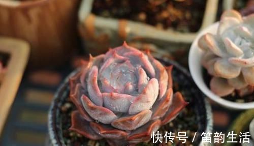 茎干|多肉度夏难，高温天徒长变丑按照4点操作，茎干粗壮叶片肥美