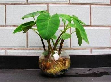 芋头|这种东西吃剩了不要扔，丢水里就能疯长，比滴水观音漂亮百倍