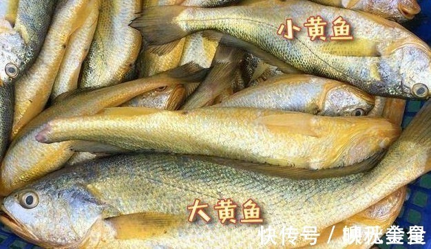 海鱼|市场上这4种鱼要多吃,含钙量高,目前无法人工干预,都是野生鱼!