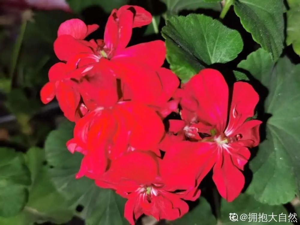 休眠|9种花，必须低温春化，冻满1个月以上才行！