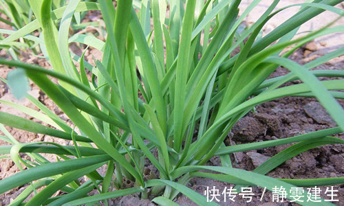 不宜食用|常吃韭菜有着不少好处,但切忌与一物同食,偏偏却有很多人犯错误