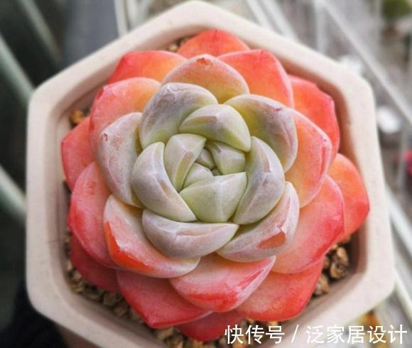 养死|养多肉急不得,养护期间总结经验,少浇水保持干燥,有效减少死亡