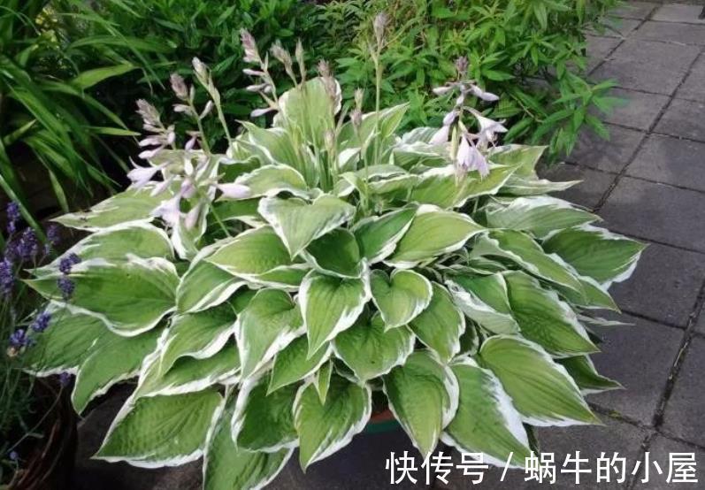 好养|盘点10种耐阴花,北阳台照样生机勃勃,皮实好养有格调