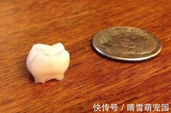 实验室|孩子退掉的乳牙,父母不要乱扔,关键时刻能救孩子一命!