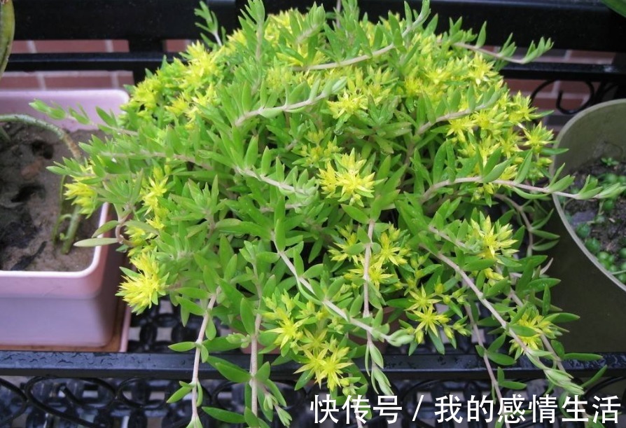 泡水|此野草,全身都是宝,用它泡水喝,清热解毒、身体好