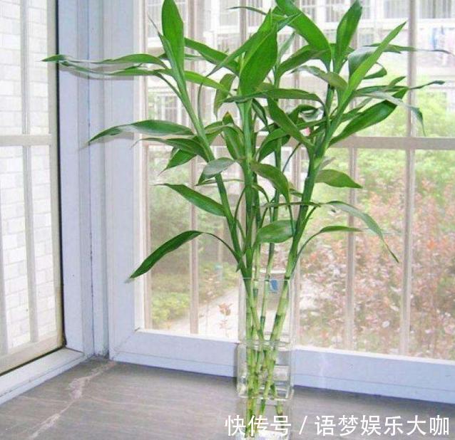 竹报平安|水培富贵竹养着养着就黄叶、不长个?注意4细节,株苗没问题!