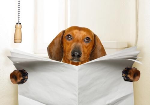 排便|“每天排便多”也叫便秘？没错，4种情况要重视，尤其这一类人