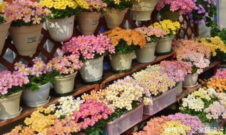 几款花一年四季开花不断,开起花来拦不住,美不胜收