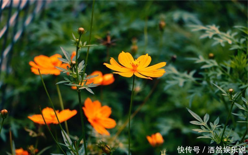 福气|天生被财神喜爱的四大生肖，前半生财运滚滚，后半生福气过人