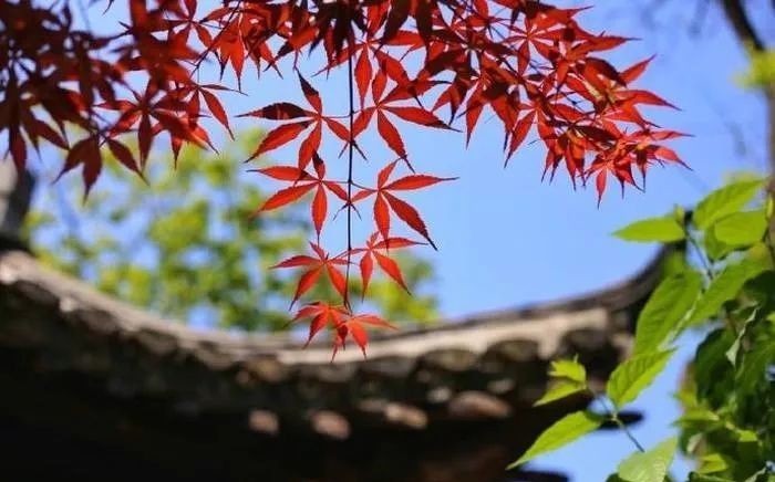 祖训|四大姓氏祖训,看看有没有您的家族