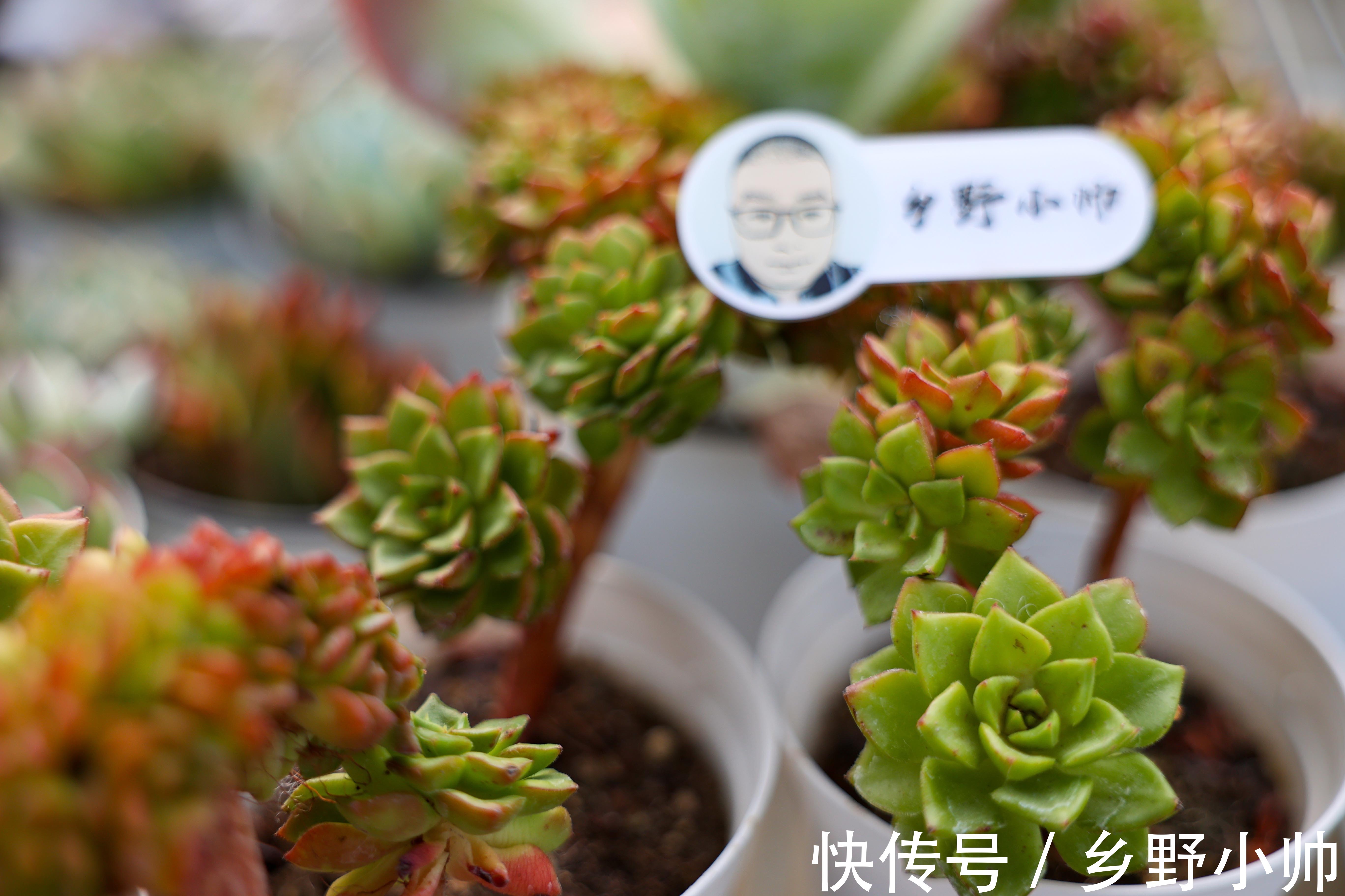 雪莲|雪莲、雪精灵、洛神,“三大神仙多肉”比美。你更喜欢哪一个?