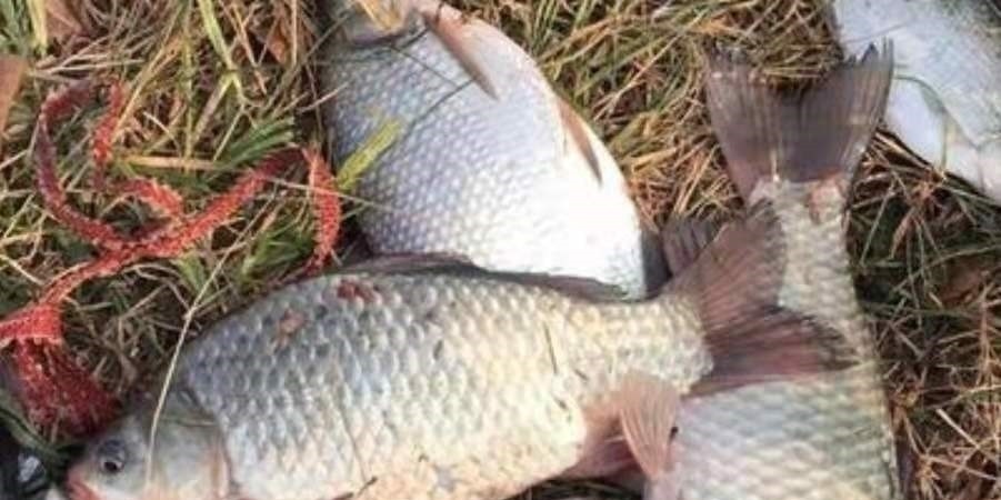 下雨时,一旦换用这鲫鱼钓法,中鱼率瞬间提高,十人有九人还不知