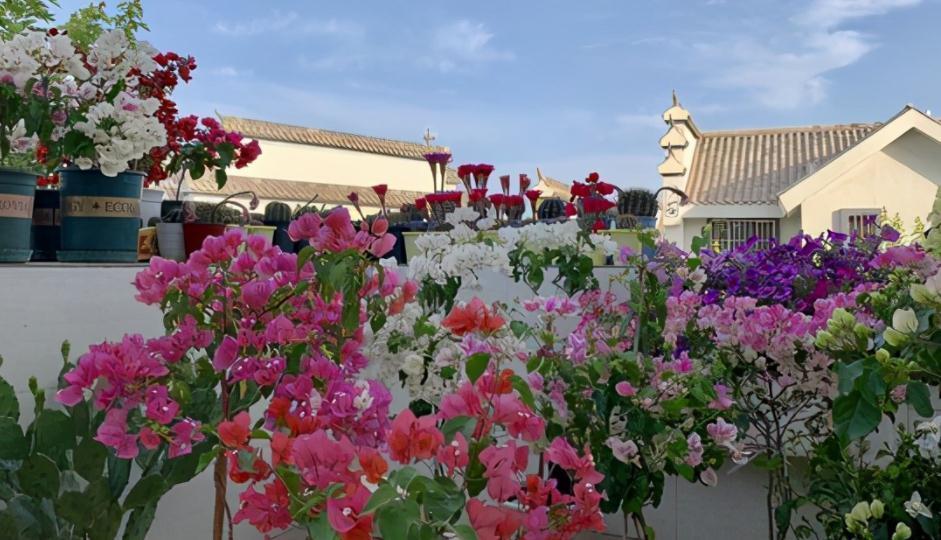 三角梅|30岁大叔劝侄女多养些三角梅,再懒都能养好,一年四季都能赏花