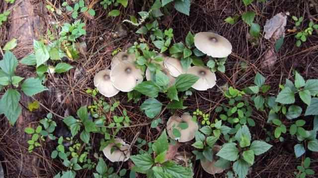 大山珍|農村不起眼的9大山珍,認識4個以上,說明你是真正的農村人!