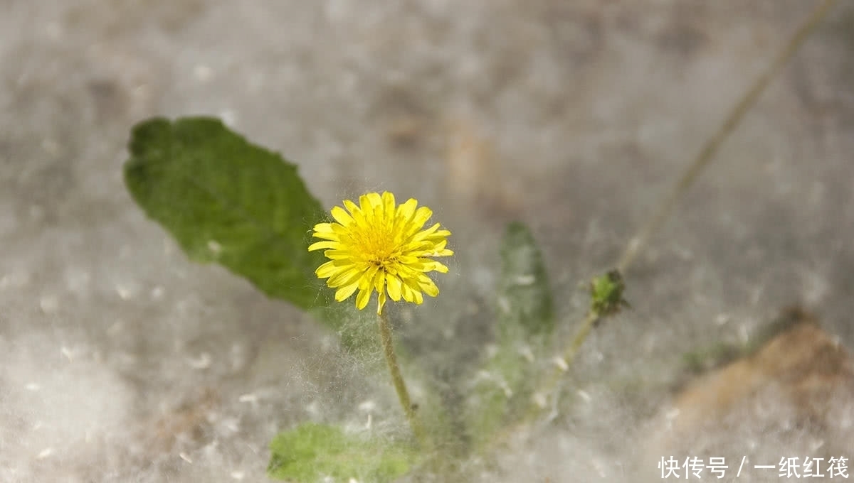 五一农村“雪花”飘飘，引来游客拍照，爷爷吓得全程陪同