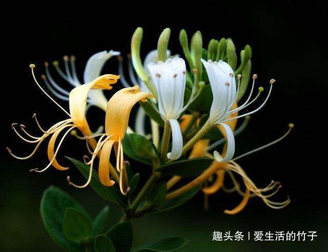 金银花和山银花的区别，认识一下，根据需要，可以区分就好