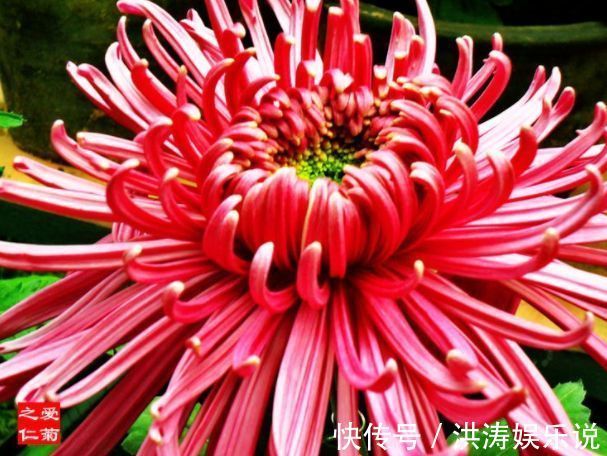 喜欢养菊花，就养盆“珍品菊花”，花开“紫气熔霜”，如紫气东来