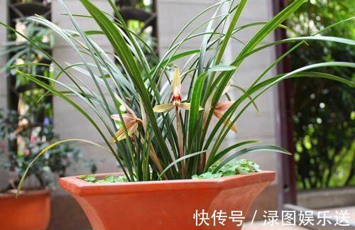 植料|秋天养兰花，浇水“难度大”，掌握小技巧，秒变兰花达人