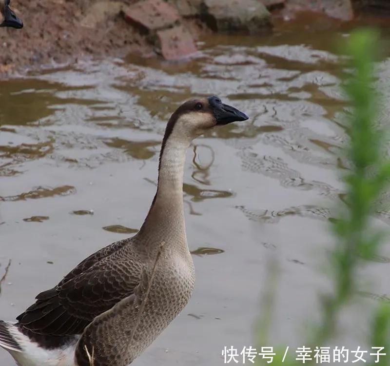 道县的三大荤菜特产，一道比一道绝