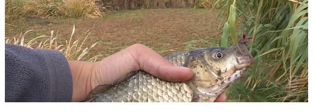 鲫鱼们|立秋后钓鲫鱼，这4点要调整，渔获满满并不难