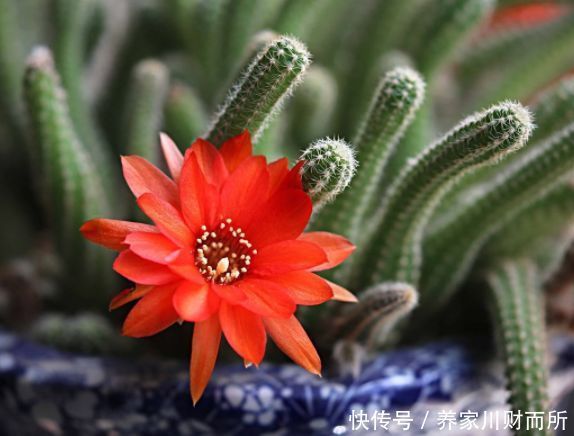 从4月26日开始，家养此款花卉，花朵粉嫩丰腴，绚丽夺目