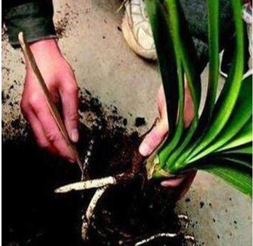 4种花随手放土里就能活，浇点水，7天就长根，坐等爆盆！