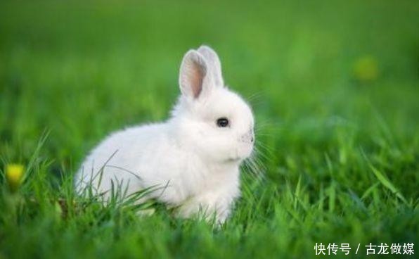 生肖兔|2021年的属兔人，穿什么颜色衣服提升财运？生肖兔好好看看！