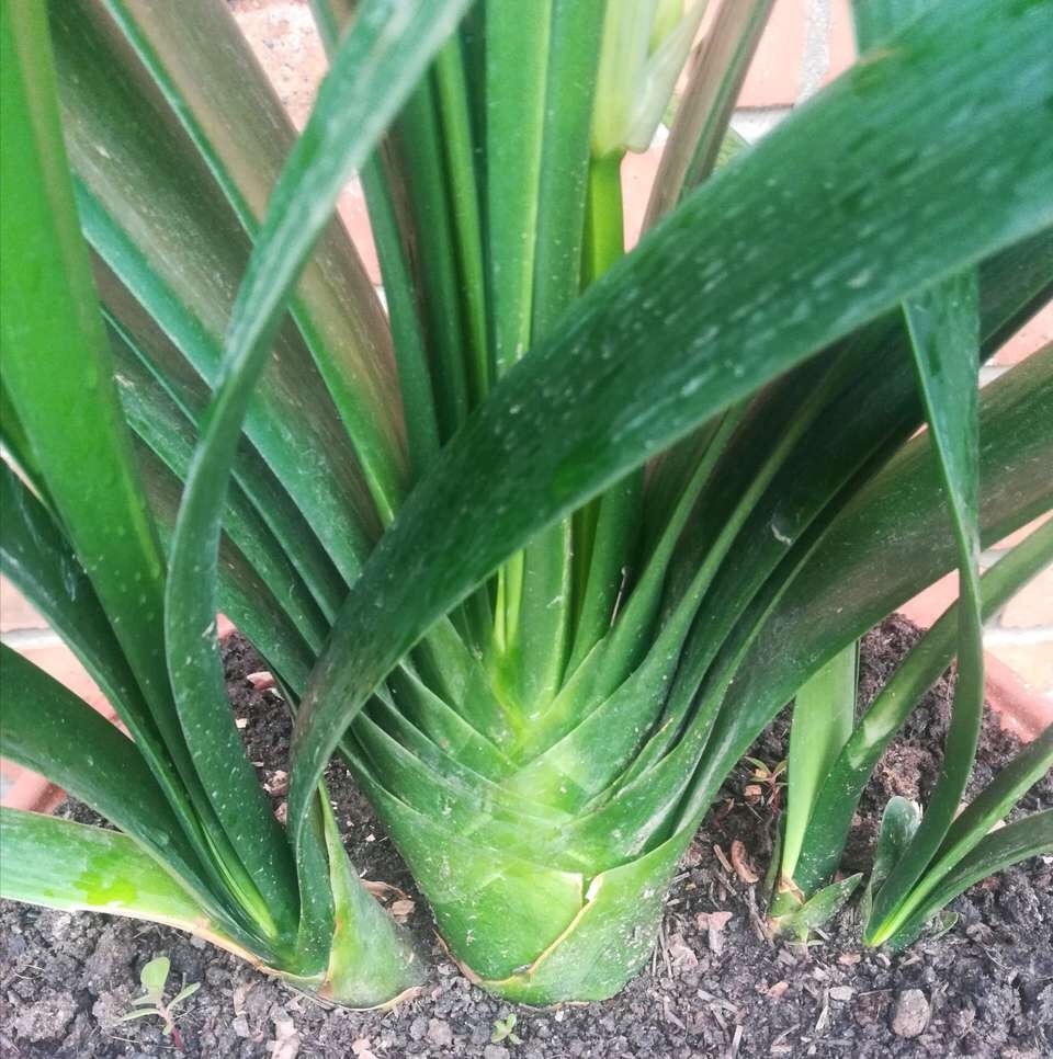 君子兰难度夏养护注意“1多3少”,顺利过夏天,长得叶绿花艳