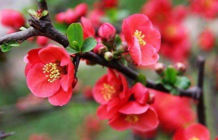 几种花超爱开花,清香怡人,连年开花,满室生香,花开美观又大气