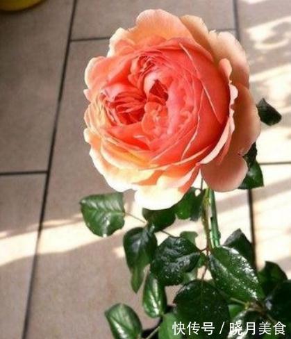 月季枝条不够壮开花少,该怎么办呢