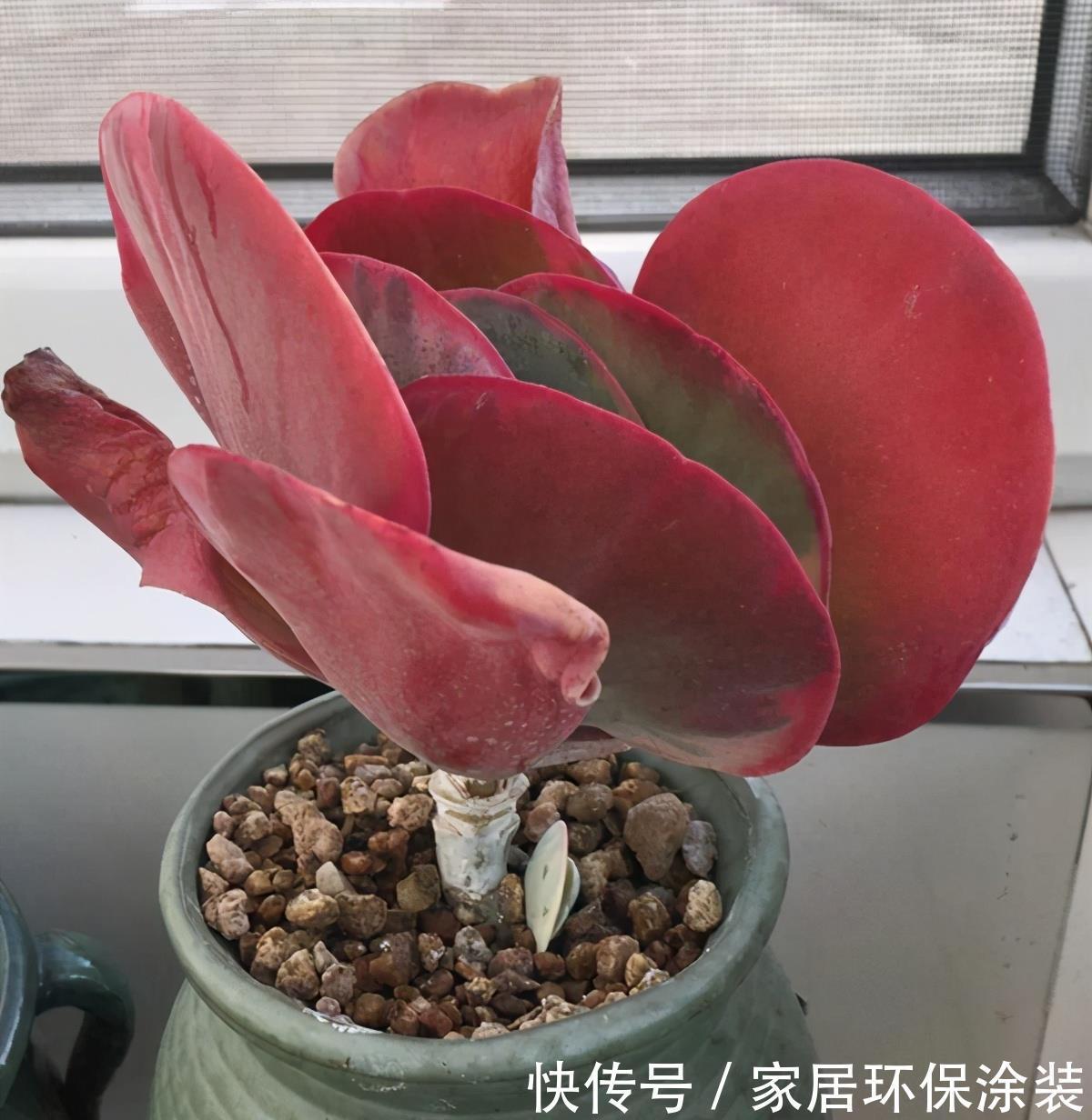 妙招|多肉唐印的变红小妙招,颜色鲜艳的秘密,分享给你