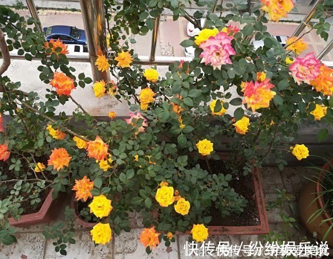 红双喜红双喜|10个最奇葩的月季品种,你可能一个都没见过!