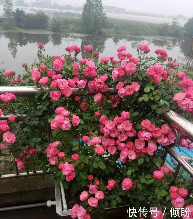 老爸从不给月季浇水,月季照样开爆盆,还非常美丽