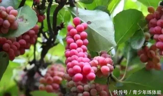 收获的季节|五味子,你可知是什么味!
