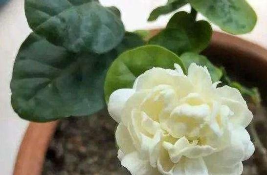 3种花枝条活性高,现在扦插正合适,15天就生根,当年就开花